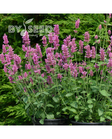 Agastache hyb. Arcado Pink