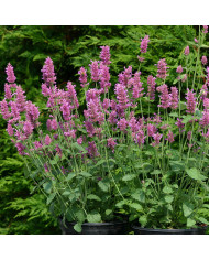 Agastache hyb. Astello Indigo
