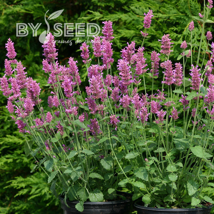 Agastache hyb. Arcado Pink