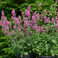 Agastache hyb. Arcado Pink