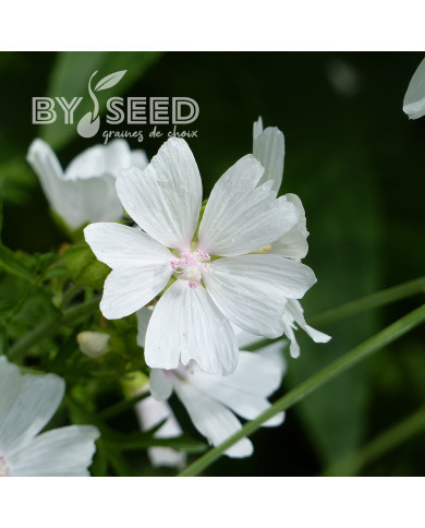 Malva moschata Alba (graines préparées)