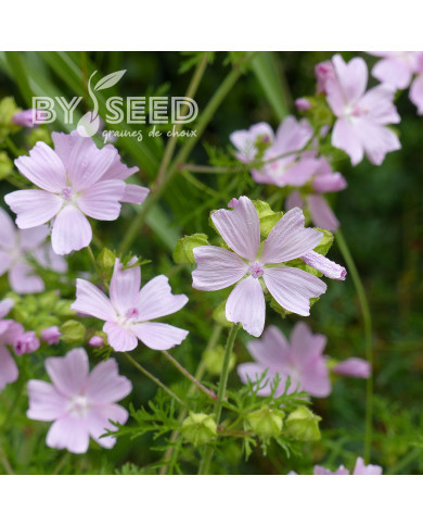 Malva moschata Rosea (graines préparées)