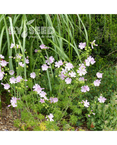 Malva moschata Rosea (graines préparées)