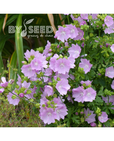 Malva moschata Rosea (graines préparées)