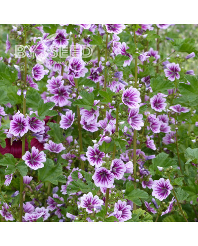 Malva sylvestris Zebrina