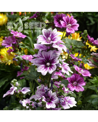 Malva sylvestris Zebrina