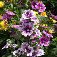 Malva sylvestris Zebrina