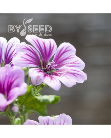 Malva sylvestris Zebrina