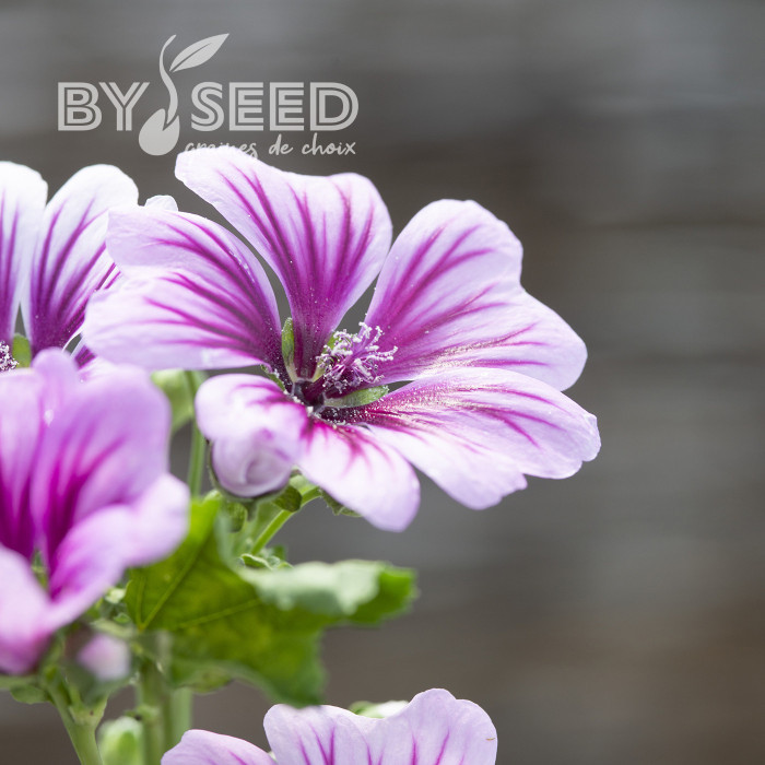 Malva sylvestris Zebrina