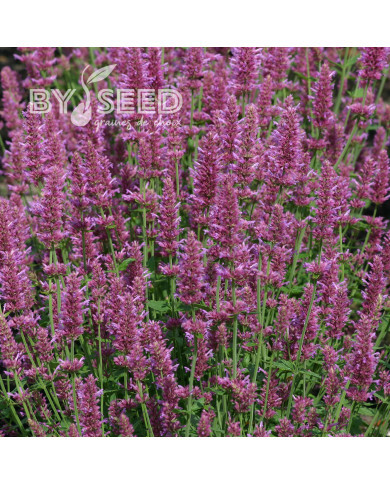 Agastache hyb. Arcado Pink