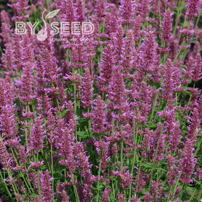 Agastache hyb. Arcado Pink