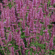Agastache hyb. Arcado Pink