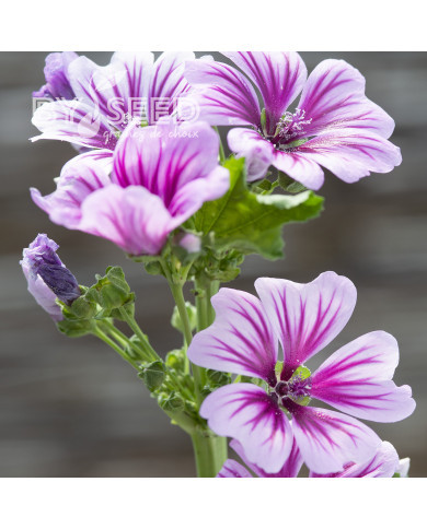 Malva sylvestris Zebrina