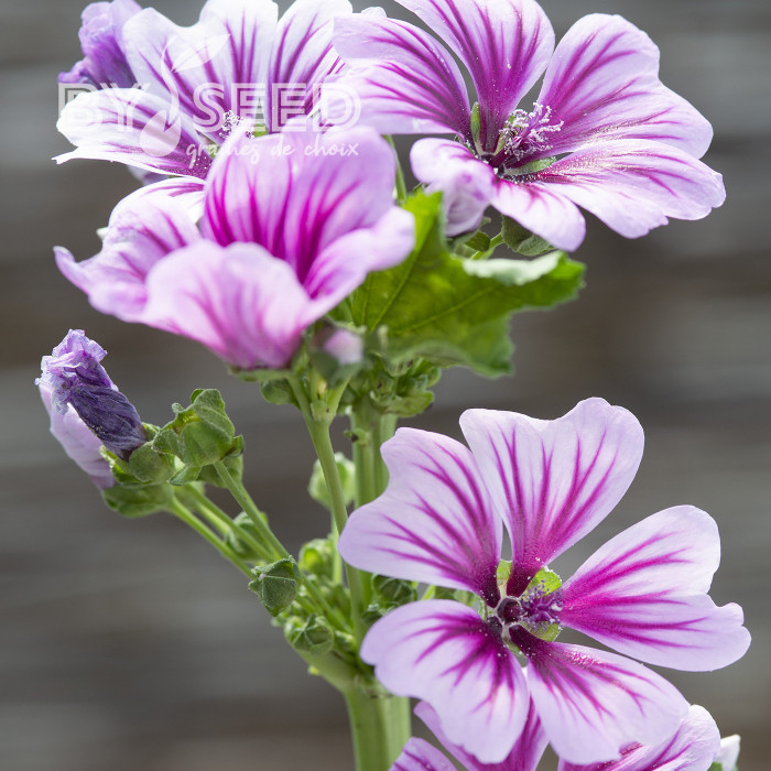 Malva sylvestris Zebrina
