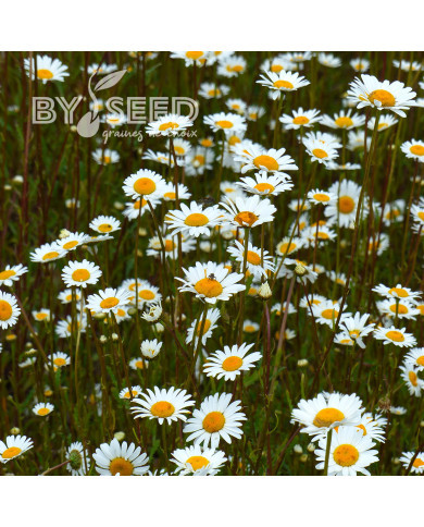 Marguerite des Prés - Leucanthemum vulgare (fleur sauvage)