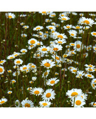 Marguerite des Prés - Leucanthemum vulgare (fleur sauvage) BIO