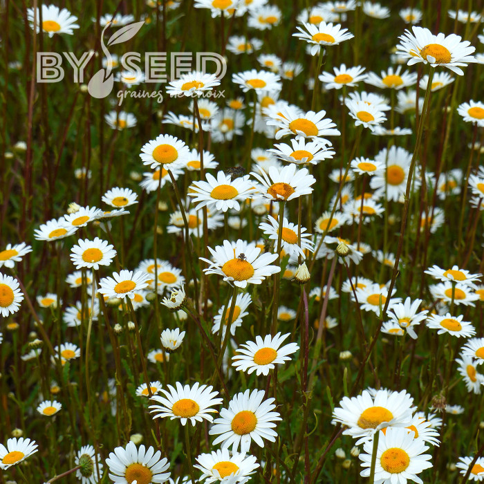 Marguerite des Prés - Leucanthemum vulgare (fleur sauvage)