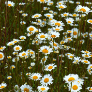 Marguerite des Prés - Leucanthemum vulgare (fleur sauvage)
