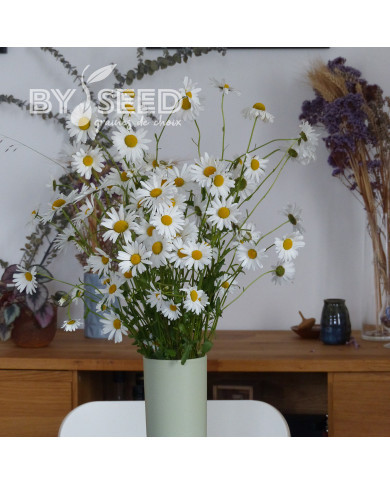Marguerite des Prés - Leucanthemum vulgare (fleur sauvage)