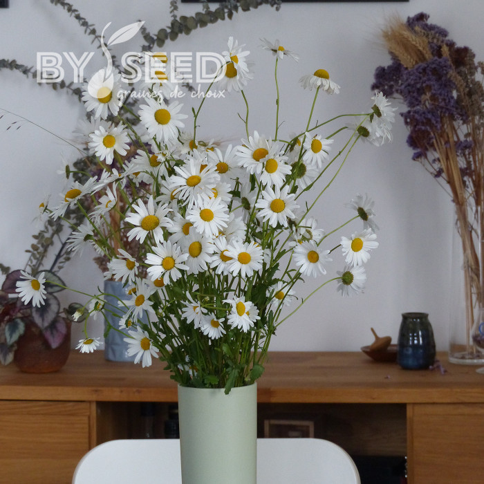Marguerite des Prés - Leucanthemum vulgare (fleur sauvage)