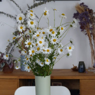 Marguerite des Prés - Leucanthemum vulgare (fleur sauvage)