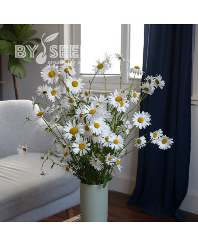 Marguerite des Prés - Leucanthemum vulgare (fleur sauvage)