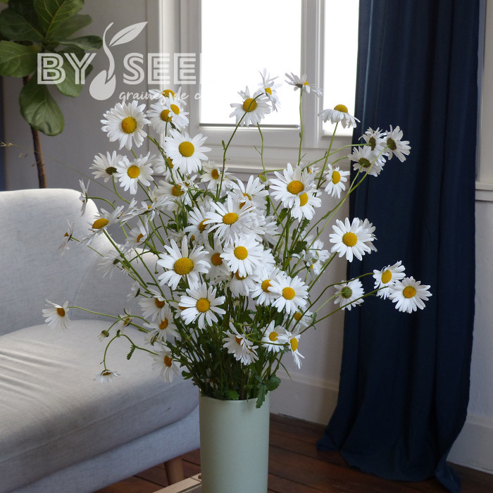 Marguerite des Prés - Leucanthemum vulgare (fleur sauvage)