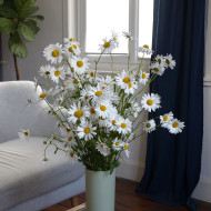 Marguerite des Prés - Leucanthemum vulgare (fleur sauvage)
