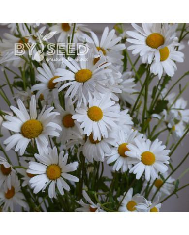 Marguerite des Prés - Leucanthemum vulgare (fleur sauvage)
