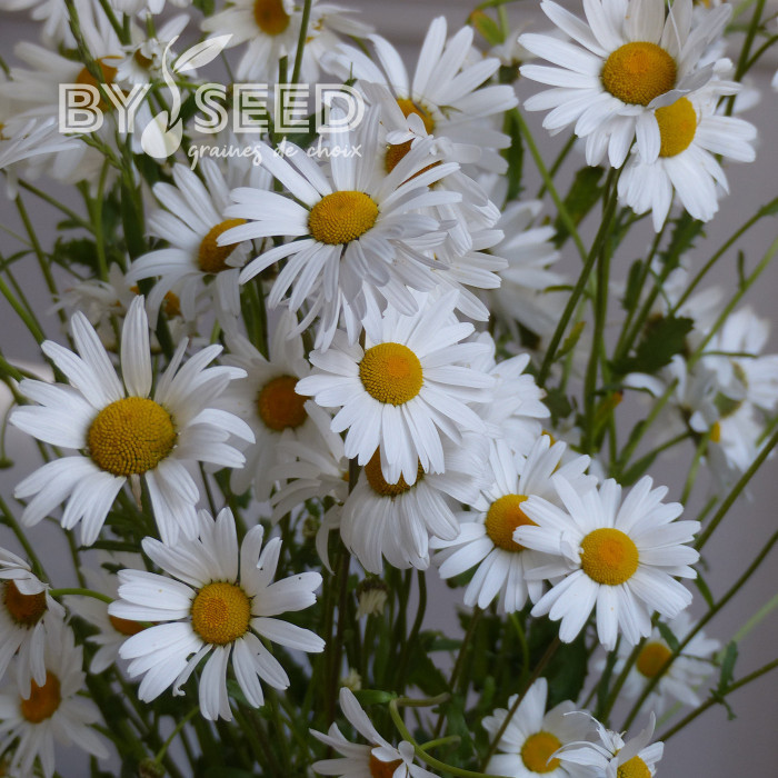 Marguerite des Prés - Leucanthemum vulgare (fleur sauvage)