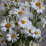 Marguerite des Prés - Leucanthemum vulgare (fleur sauvage)