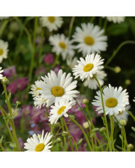 Marguerite des Prés - Leucanthemum vulgare (fleur sauvage) BIO