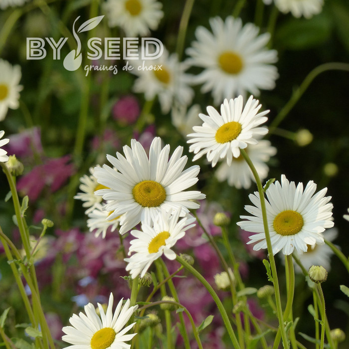 Marguerite des Prés Maikonigin, Reine de Mai