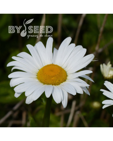 Marguerite des Prés Maikonigin, Reine de Mai