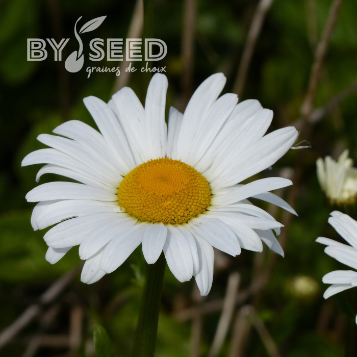 Marguerite des Prés Maikonigin, Reine de Mai