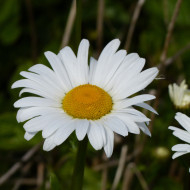 Marguerite des Prés Maikonigin, Reine de Mai