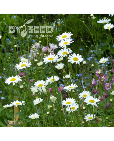 Marguerite des Prés Maikonigin, Reine de Mai