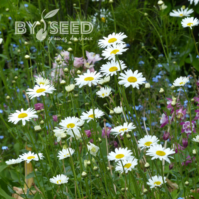 Marguerite des Prés Maikonigin, Reine de Mai