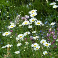 Marguerite des Prés Maikonigin, Reine de Mai