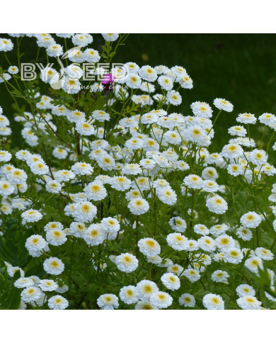 Matricaire double Tetra White Wonder