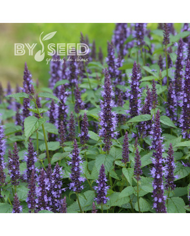 Agastache hyb. Astello Indigo