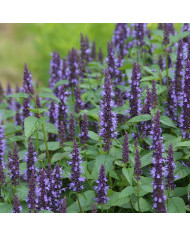 Agastache rugosa Alabaster