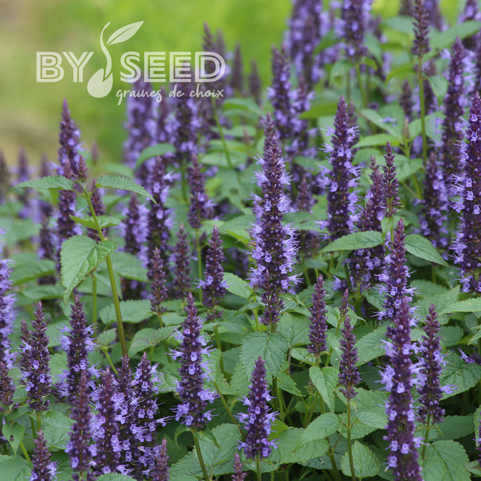 Agastache hyb. Astello Indigo