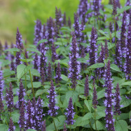 Agastache hyb. Astello Indigo