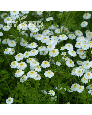 Matricaire double Tetra White Wonder