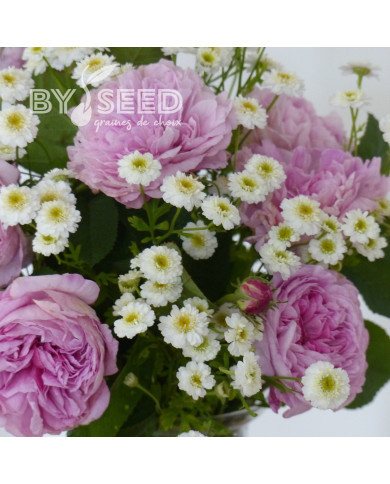 Matricaire double Tetra White Wonder