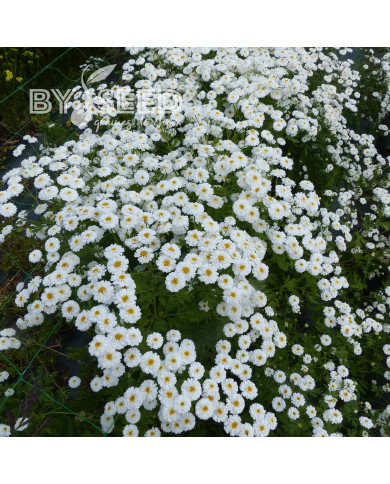 Matricaire double Tetra White Wonder