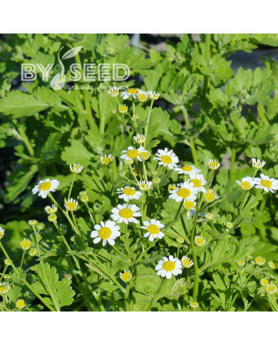 Matricaire simple Tetra White Single