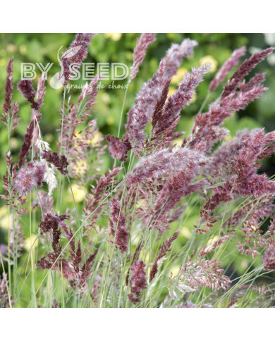 Melinis nerviglumis Karoo Queen