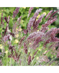Malva sylvestris Zebrina